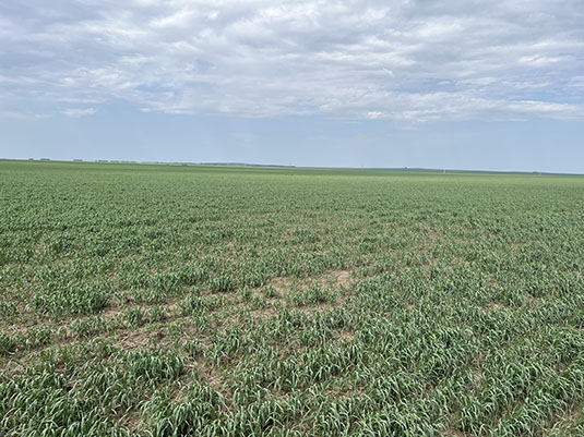 Early Season Wheat. Full image view opens in a new window.